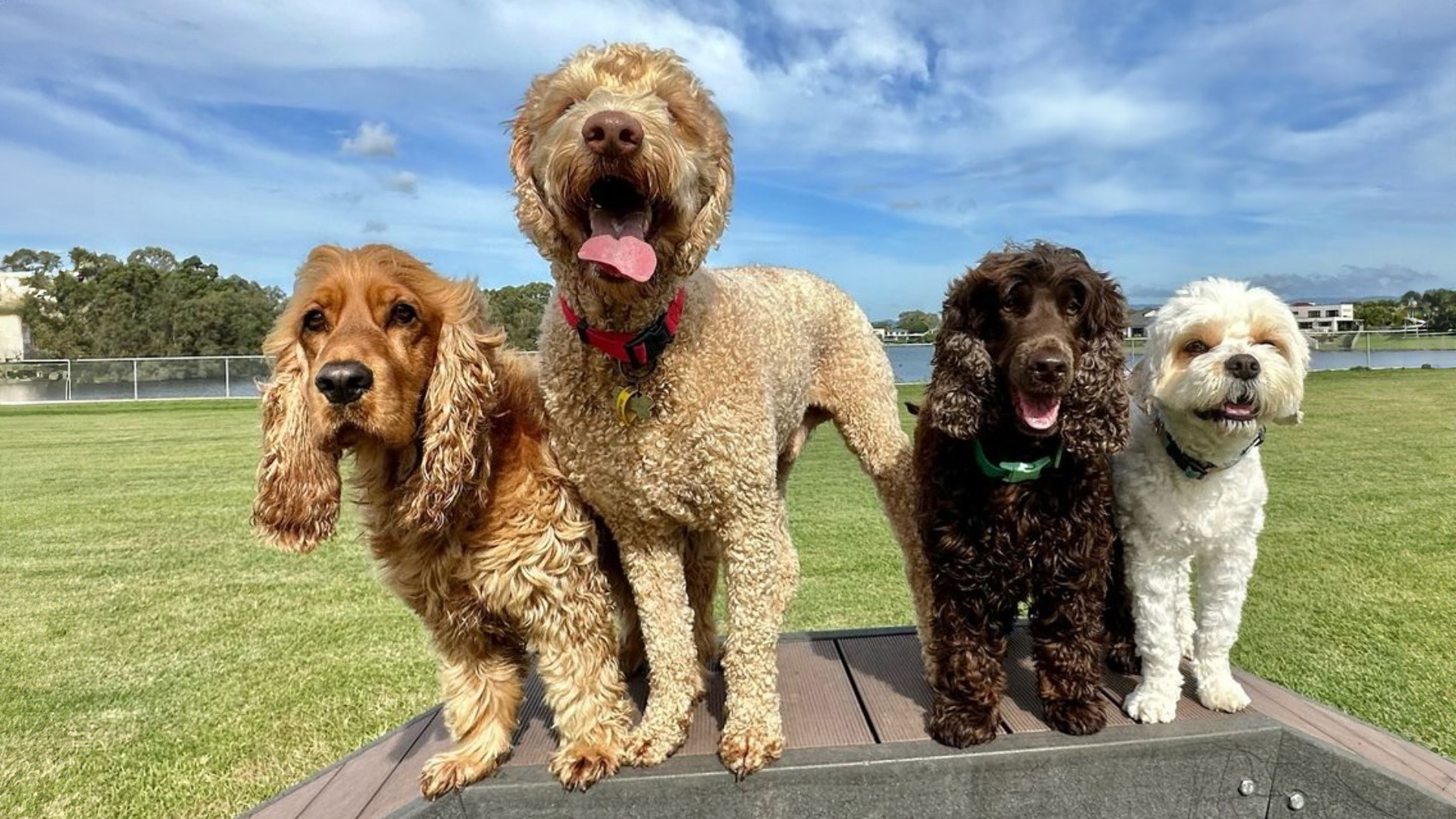 Four dogs posing on a bench during a mad dogs dog walk